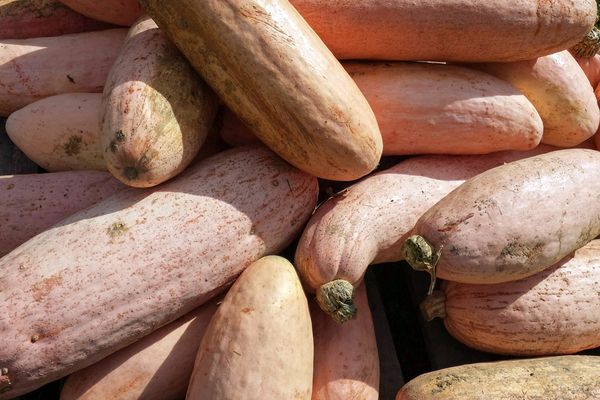 pumpkin variety pink banana