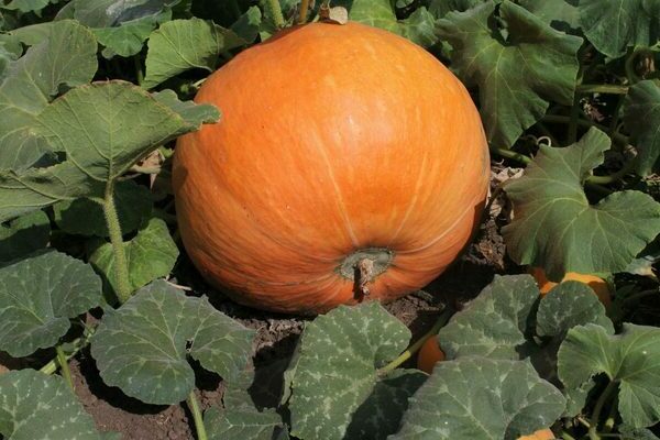 Pumpkin Smile