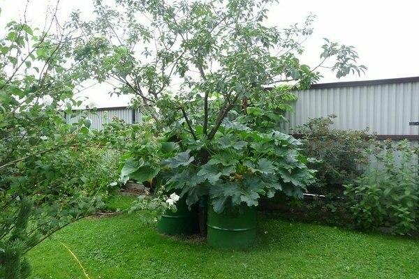 pumpkin in a barrel