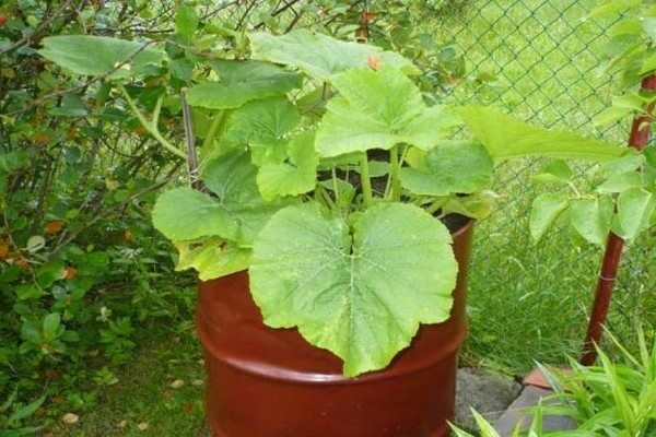 pumpkin in a barrel