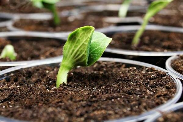 pumpkin planting and care