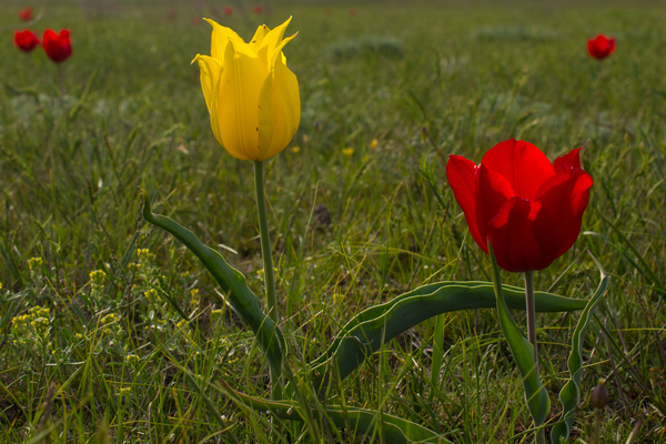 Schrenck's tulip