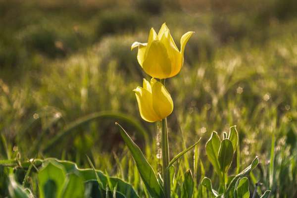 Tulip Schrenck photo