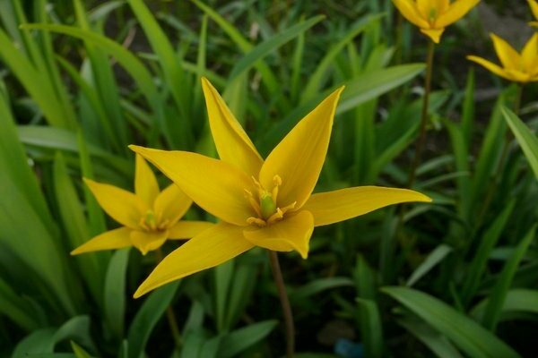 Bieberstein tulipan