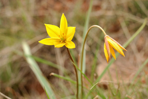 Bieberstein tulipan