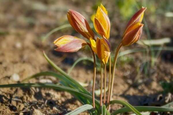 Bieberstein-Tulpe