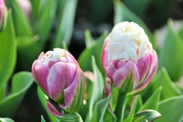 Tulip ice cream: description