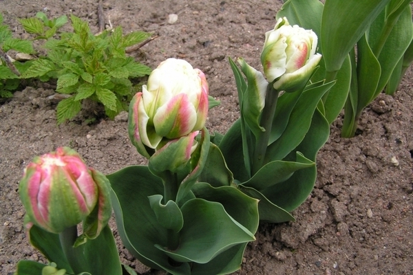 Fotografija sladoleda od tulipana, pravila sadnje