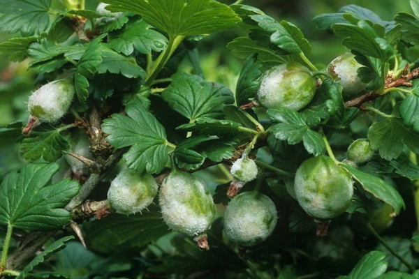 bakit nahulog ang mga gooseberry berry bago mahinog