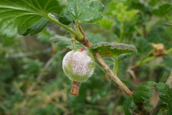 Stachelbeerblätter werden gelb und Beeren fallen ab