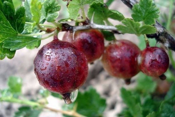 Beeren fallen auf Stachelbeeren