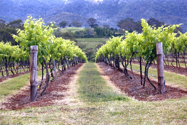 trellis for grapes