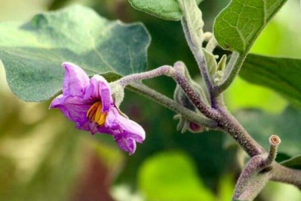 Aubergine lässt Blumen fallen