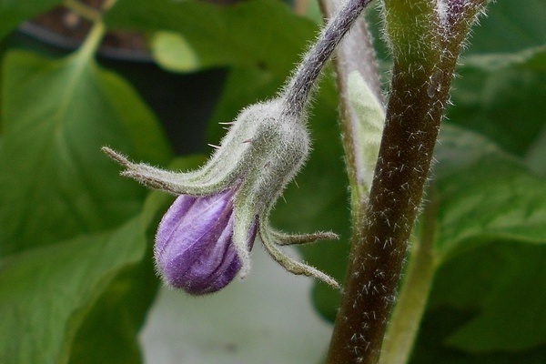 Aubergine lässt Blumen fallen