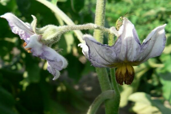 Aubergine lässt Blumen fallen