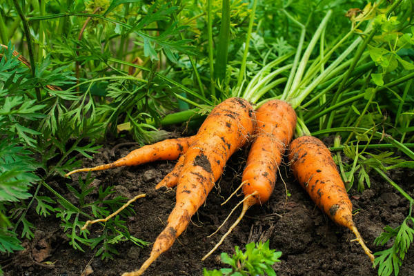 harvesting carrots