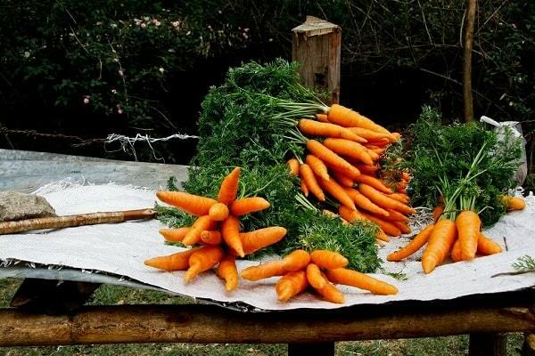 harvesting carrots