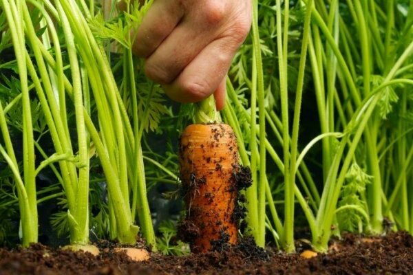 carrot harvest time