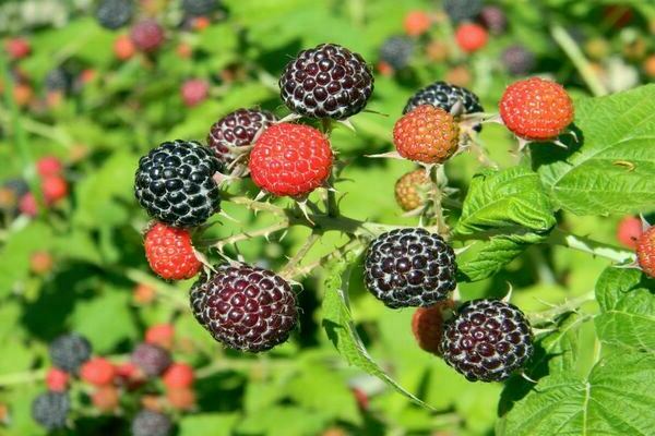 black raspberry