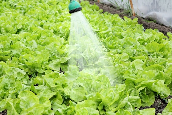 romaine lettuce benefits