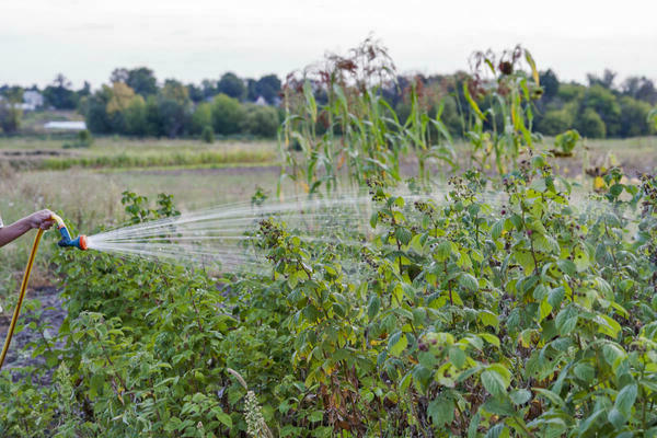 Remontierende Himbeeren pflegen: Gießen