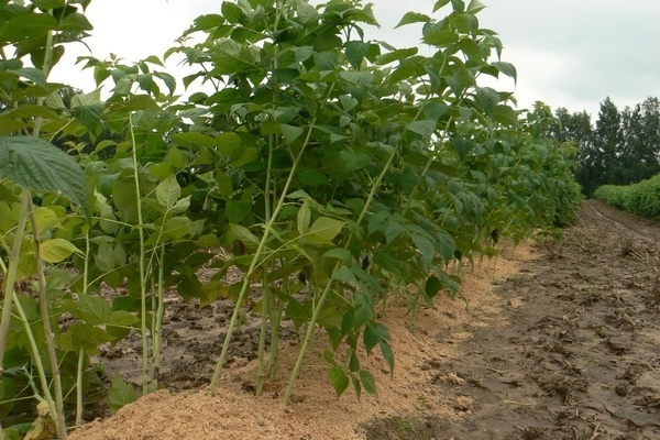 Remontierende Himbeeren pflegen: Gießen