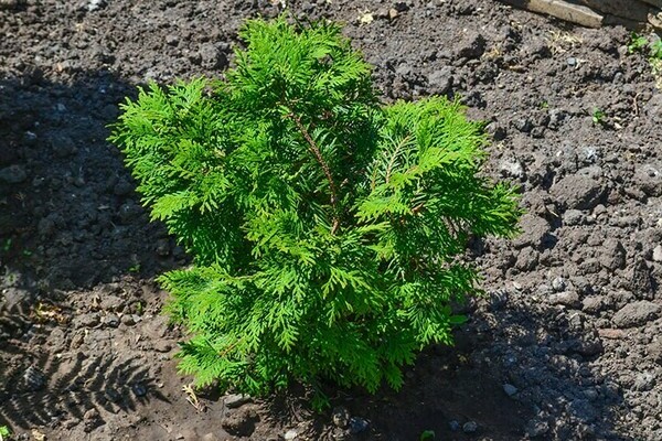 Thuja Pflege