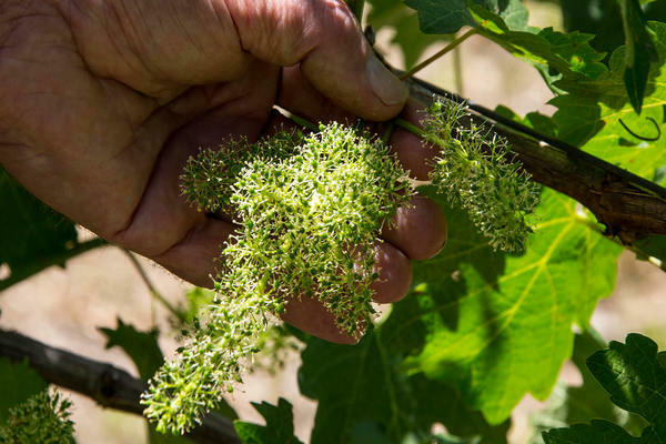 plantation et entretien du raisin