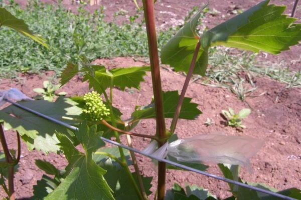 soin des raisins après la floraison