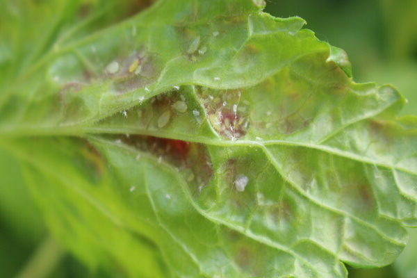 vinegar against aphids