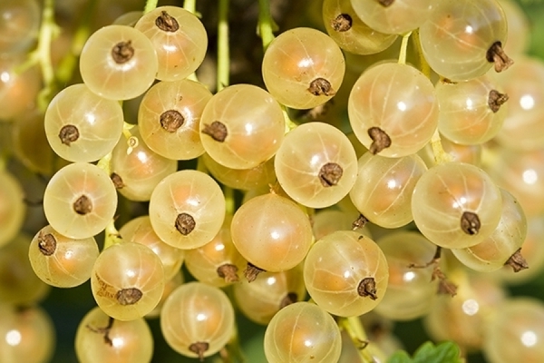 plant currant