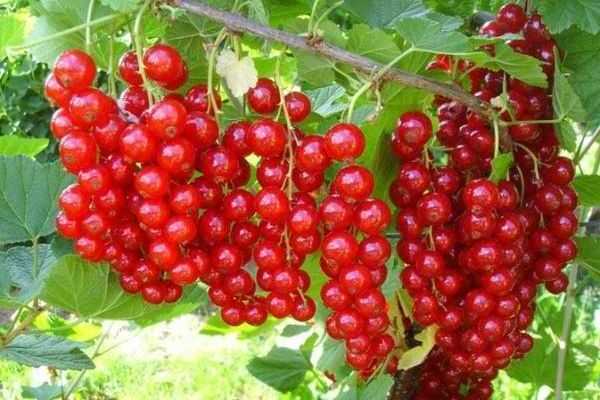 currant Ural beauty description