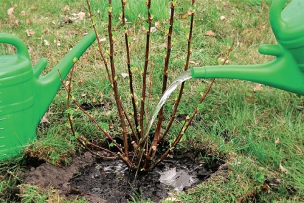 currant variety