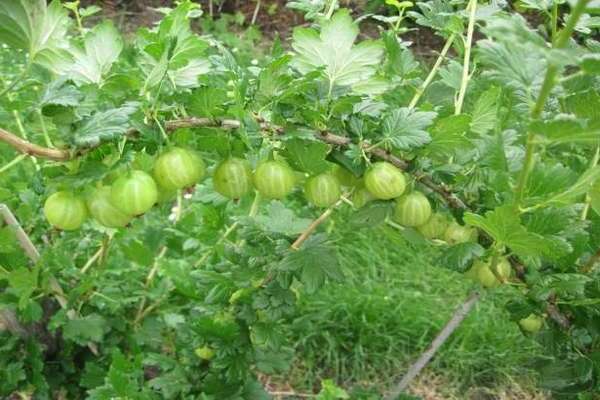 gooseberry Ural grapes description