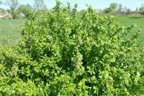 gooseberry Ural grapes paglalarawan