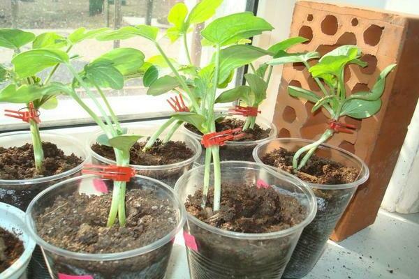 grafting watermelons