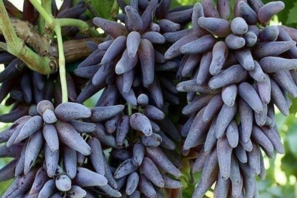 witch's fingers grapes