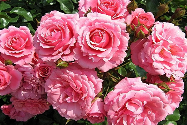 Types of roses repairing roses