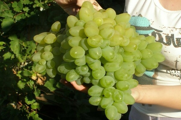 Bazhena grapes