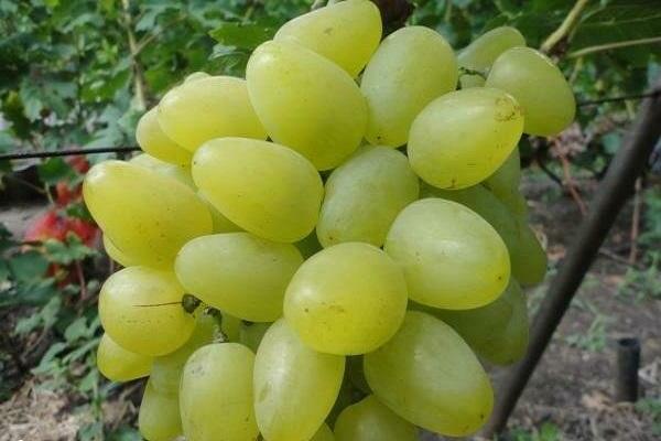 Bazhena grapes