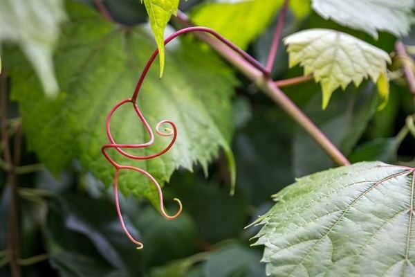 mustache grapes