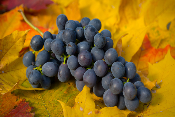 paglalarawan ng agata don grapes