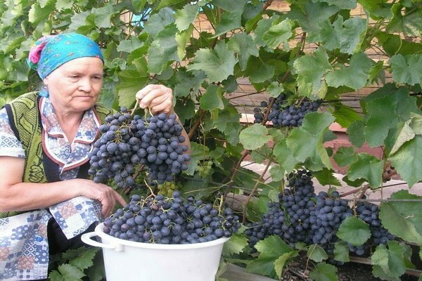 photo of grapes agate donskoy