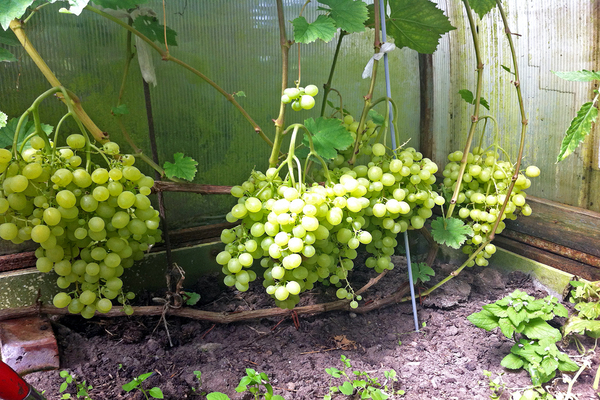 grapes aleshenkin variety description photo