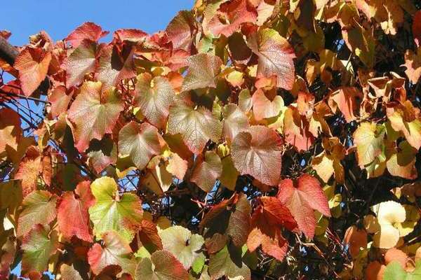 Amur breakthrough grapes photo