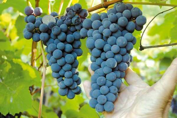 paglalarawan ng Amur breakthrough grapes