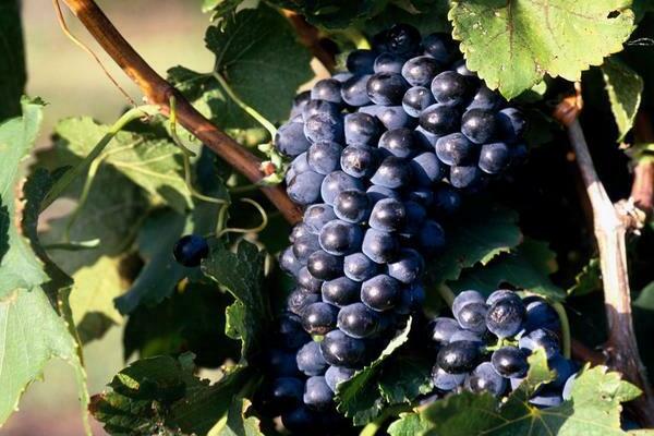 grapes in the Leningrad region