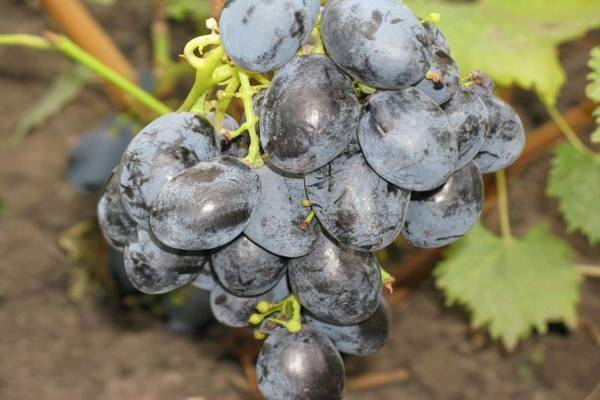 grape variety furor