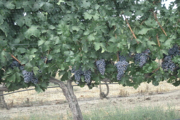 grape variety furor photo