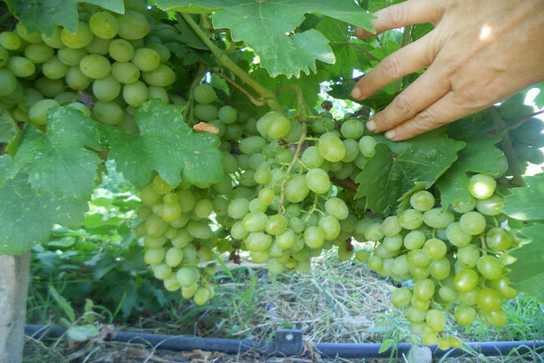 Harold grape variety